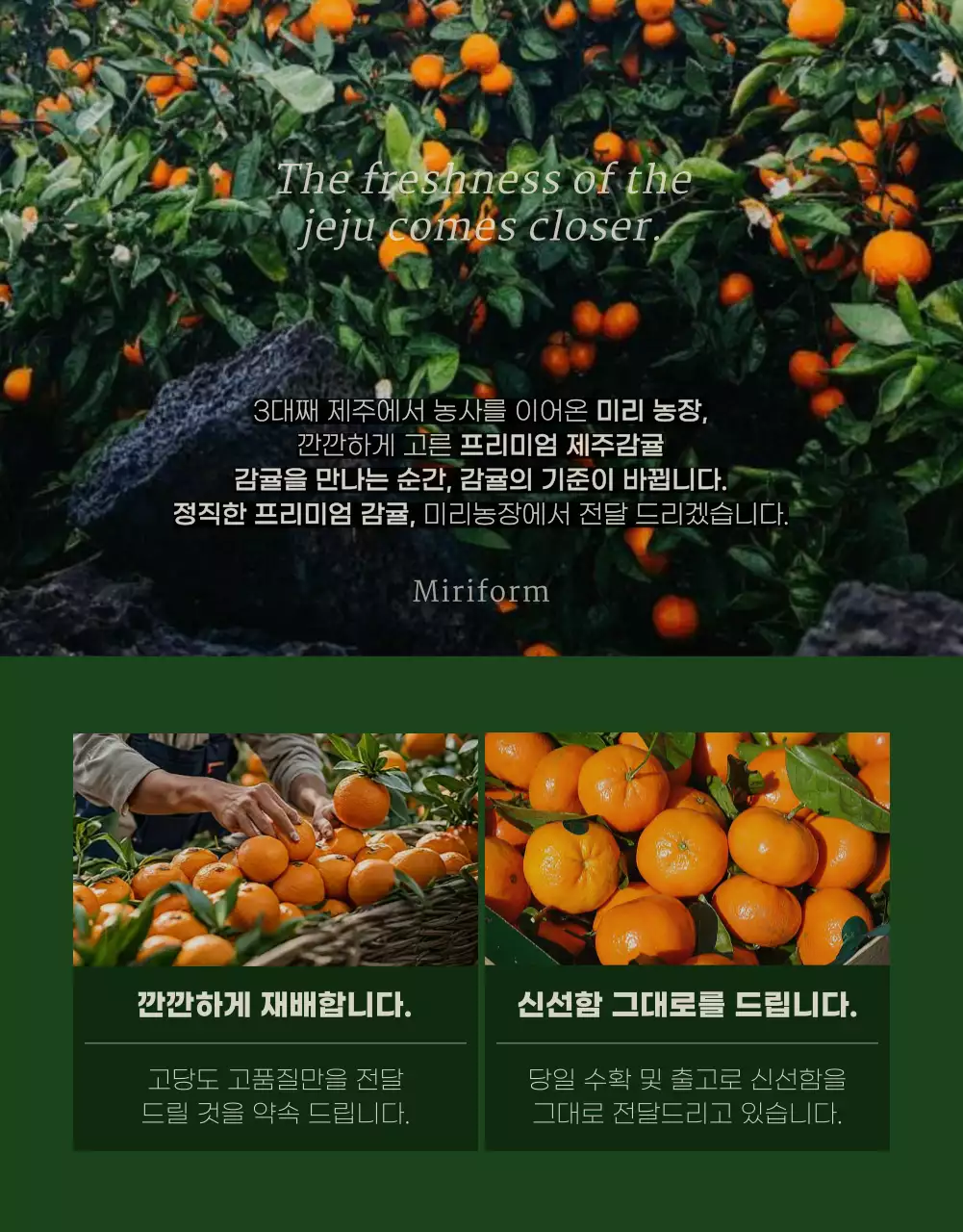 초록색의 모던한 귤 홍보