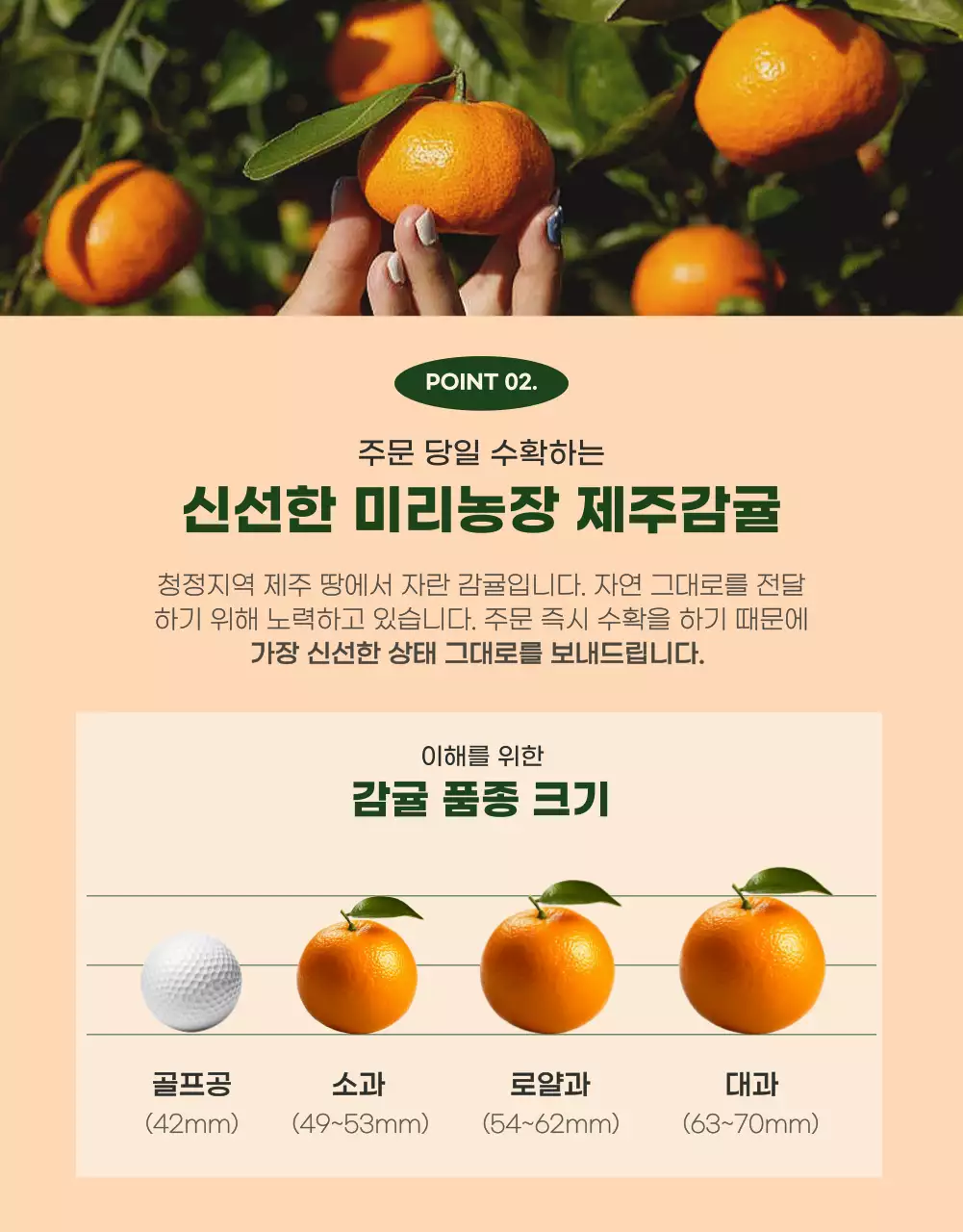 초록색의 모던한 귤 홍보