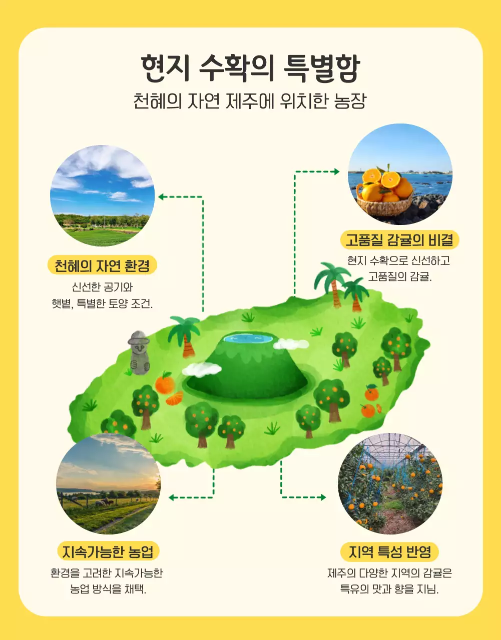 주황과 노랑의 아기자기한 감귤 홍보