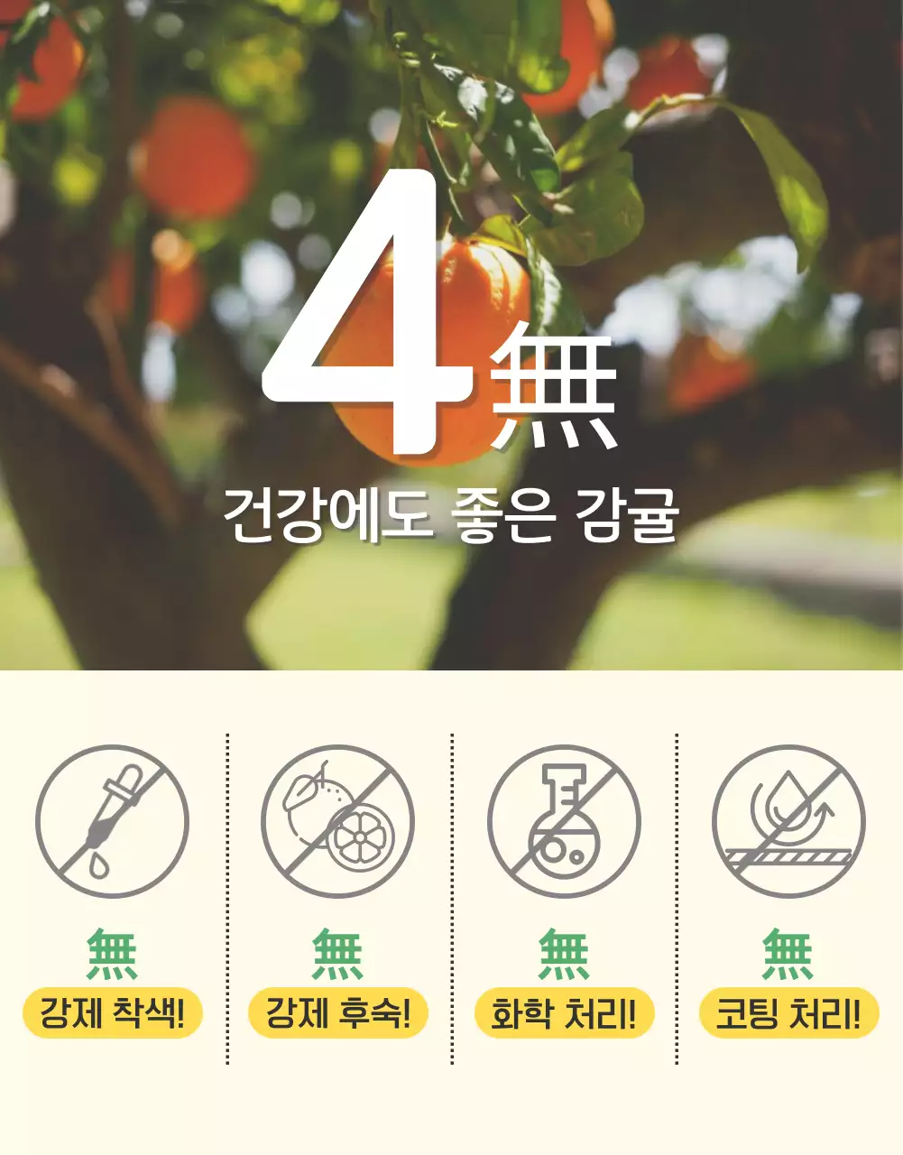 주황과 노랑의 아기자기한 감귤 홍보