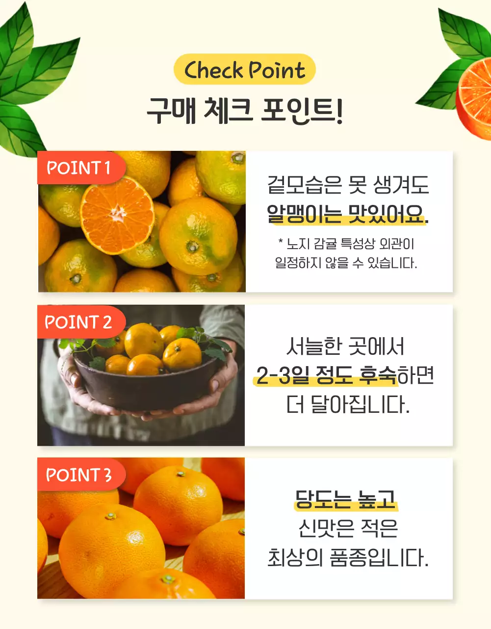 주황과 노랑의 아기자기한 감귤 홍보