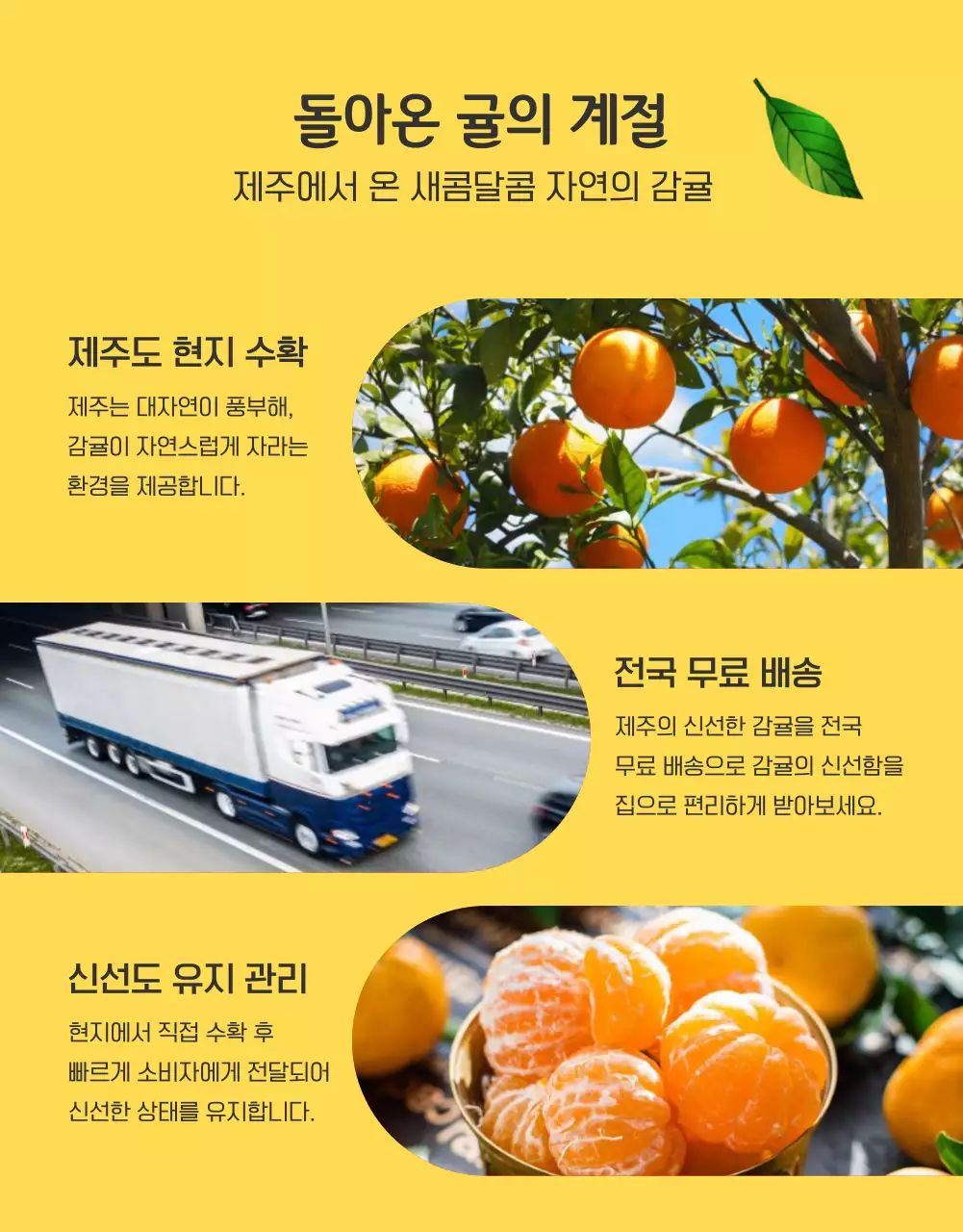 주황과 노랑의 아기자기한 감귤 홍보