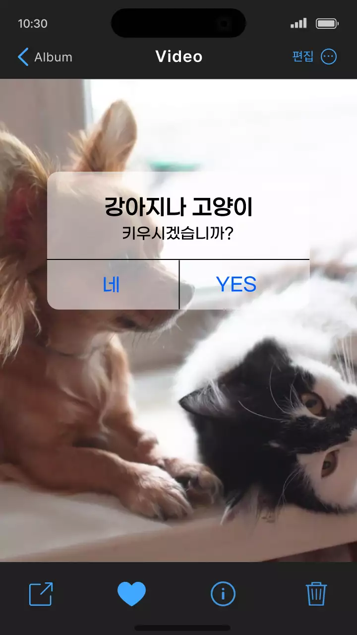 검정색의 사랑스러운 애완동물