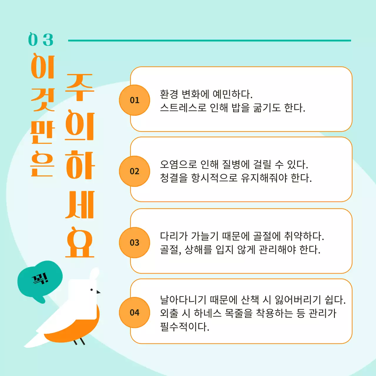주황색과 민트색 포인트 컬러에 귀여운 반려 앵무새 이벤트