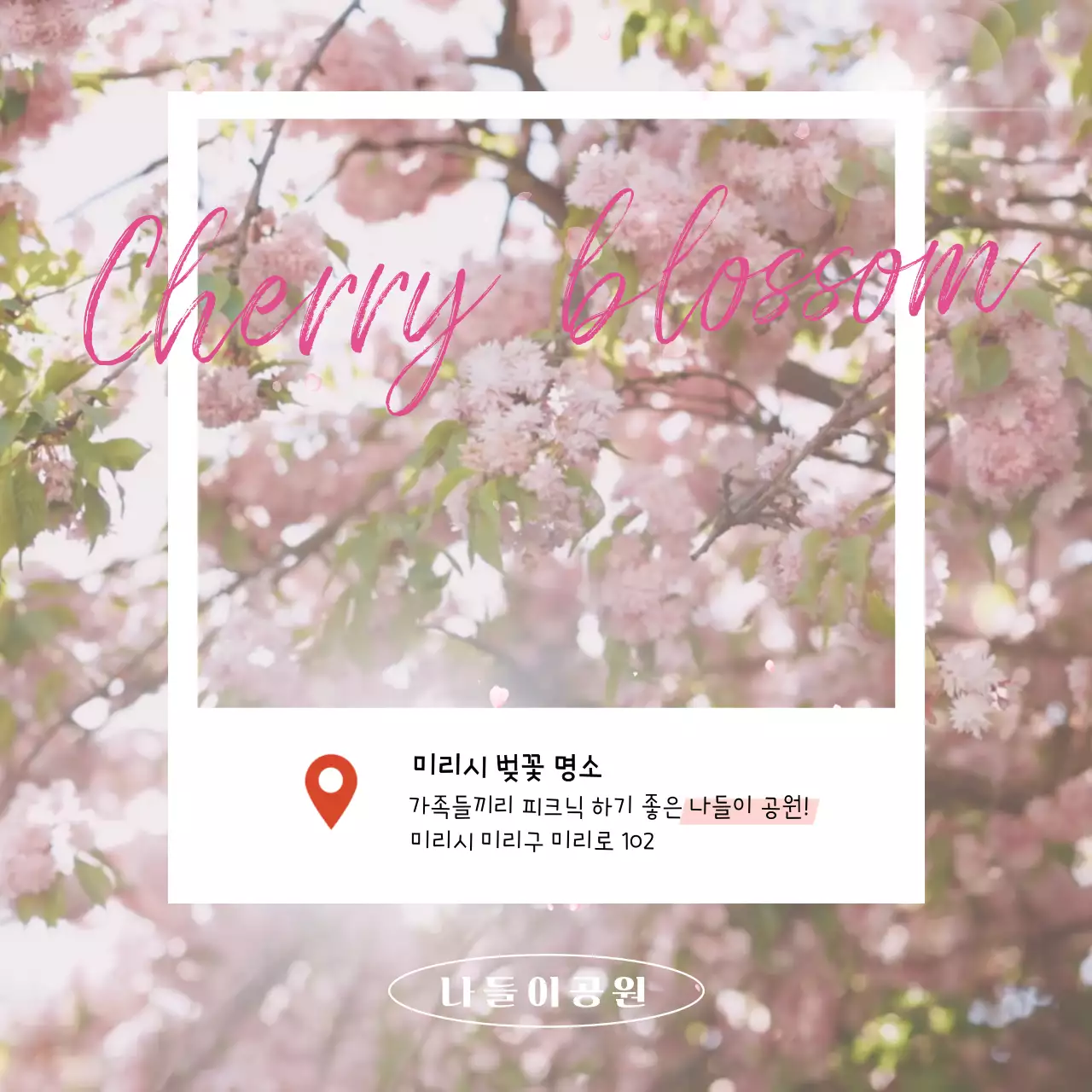 핑크색의 벚꽃 이벤트