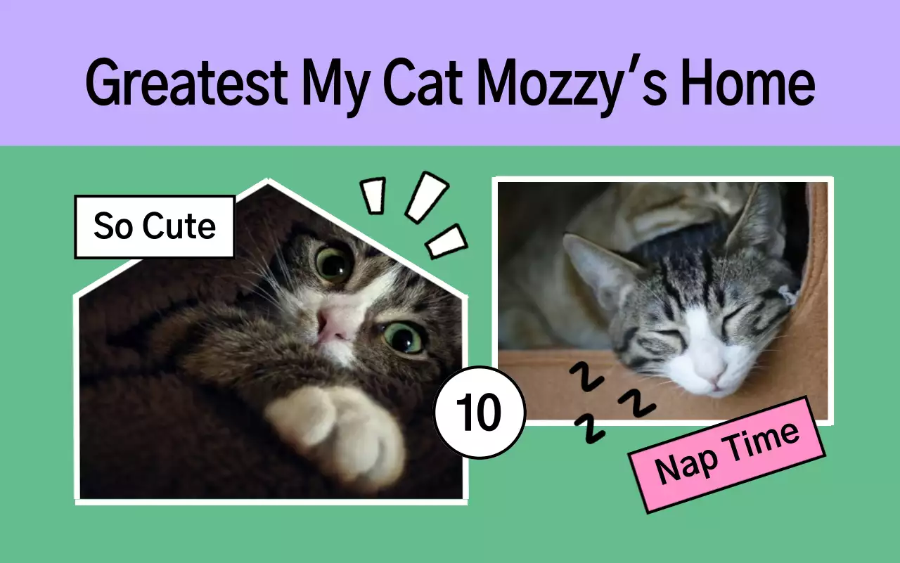 연보라 아기자기한 반려동물 포트폴리오