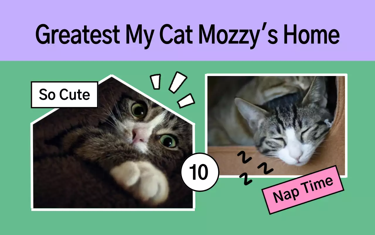 Portofolio hewan peliharaan lucu Yeon Bora