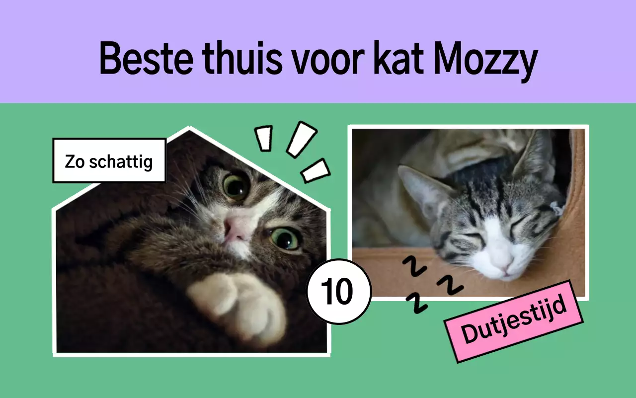 Yeon Bora's schattige huisdierenportfolio