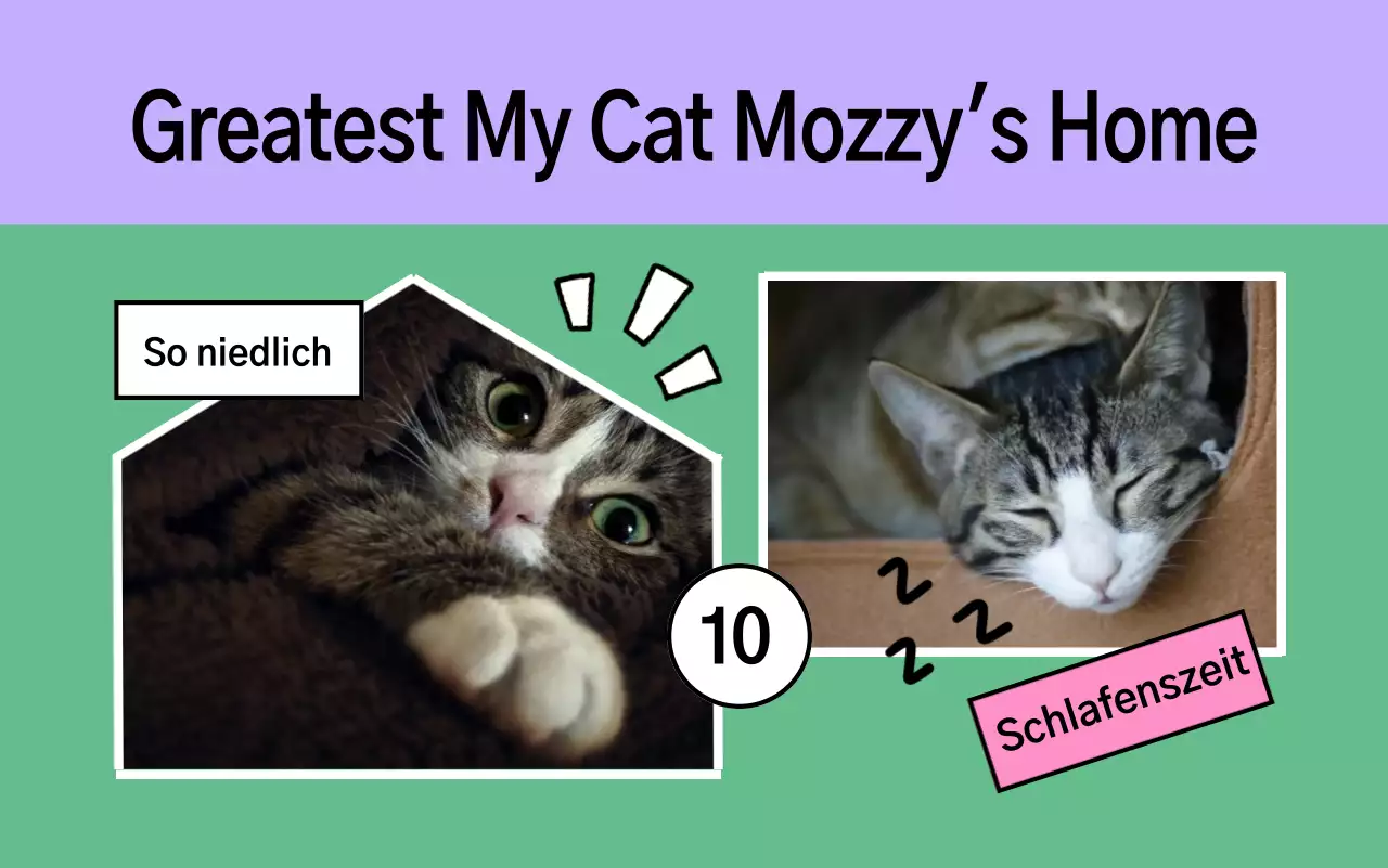 Yeon Boras süßes Haustier-Portfolio