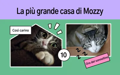 Il grazioso portfolio di animali domestici di Yeon Bora