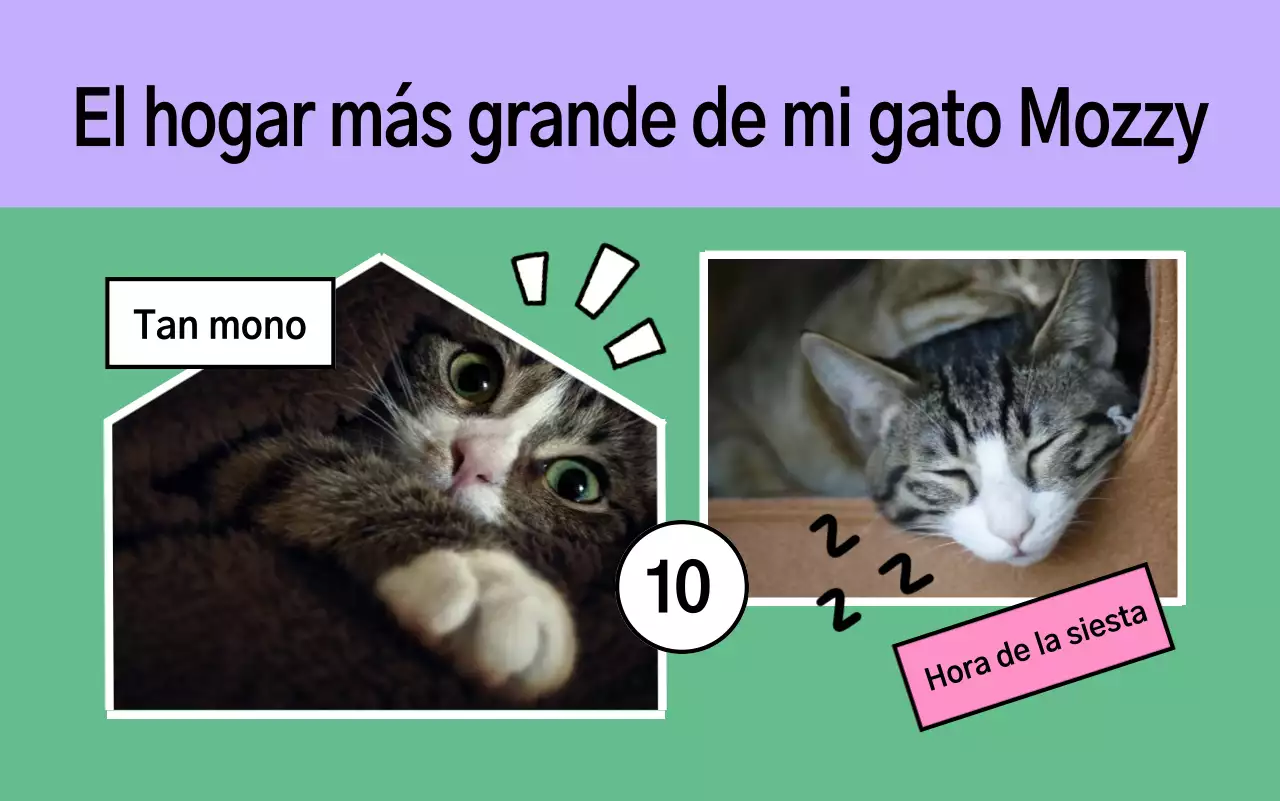 El lindo portafolio de mascotas de Yeon Bora