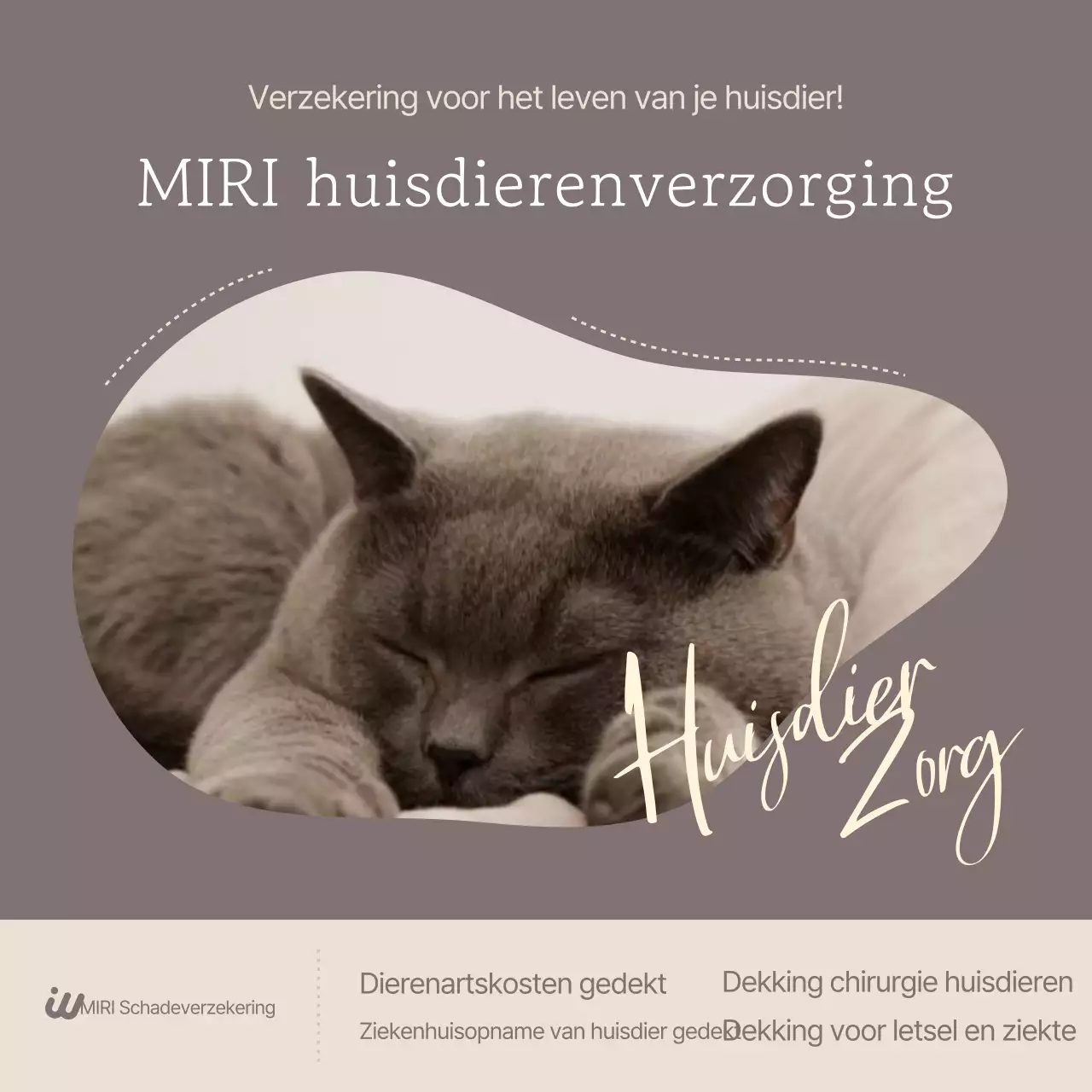 Advertentie voor Gray Neat Pet Insurance