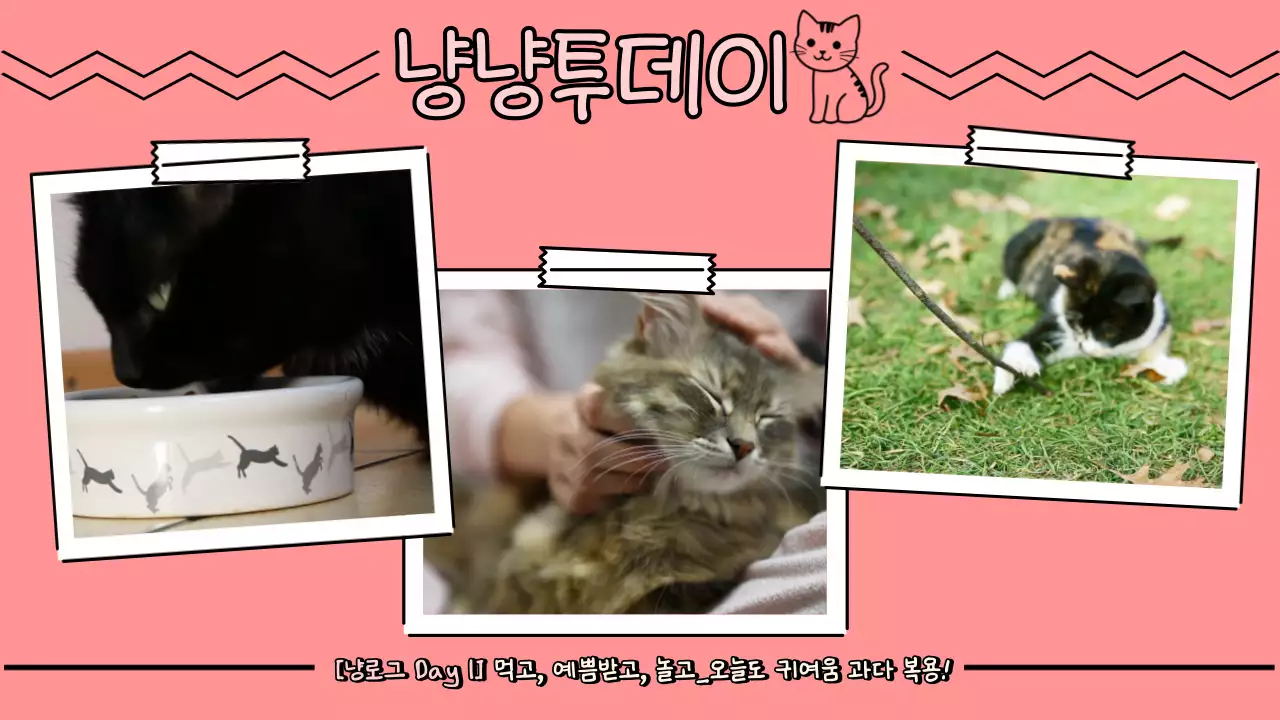 핑크 아기자기한 반려동물 홍보