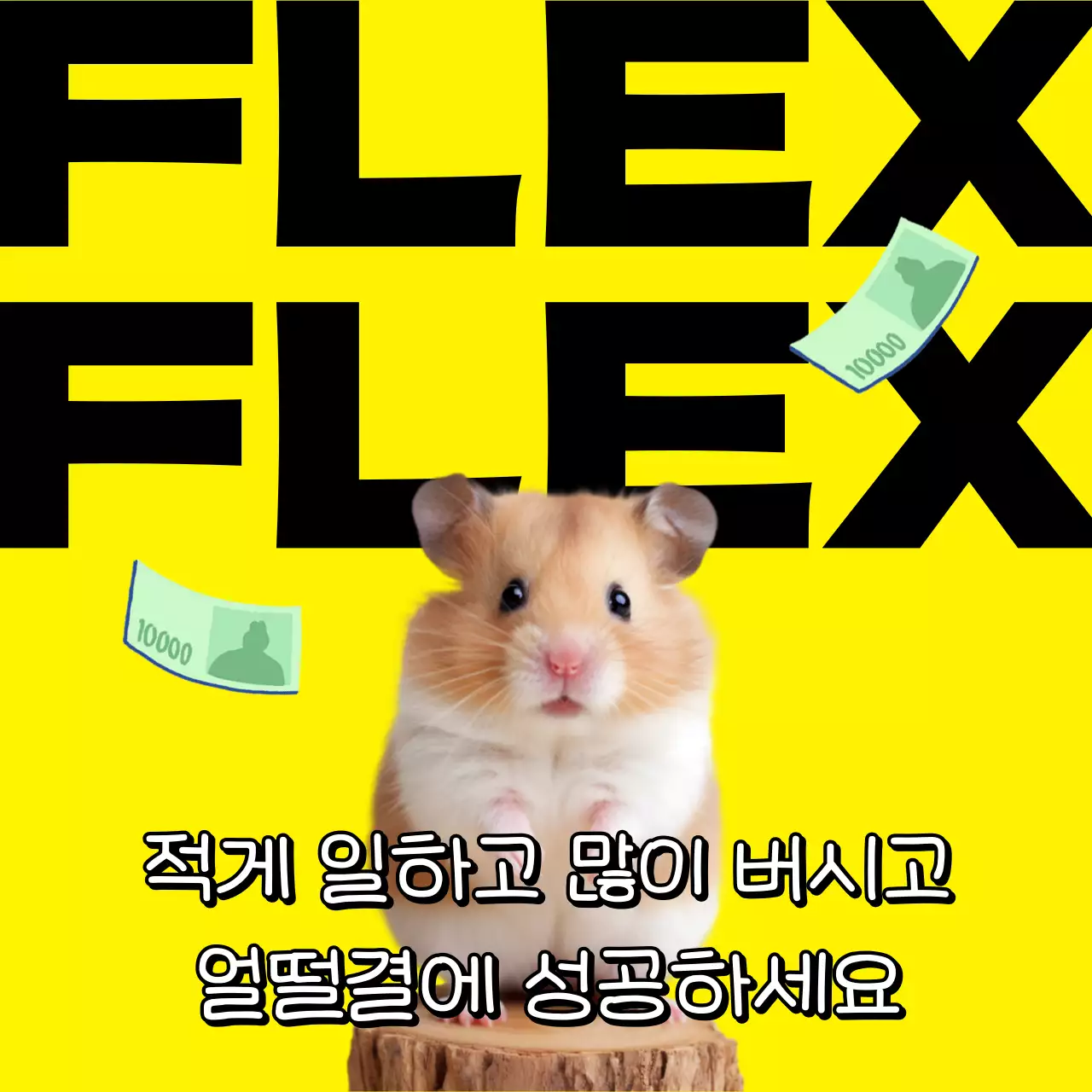 노랑 개그 동물 짤