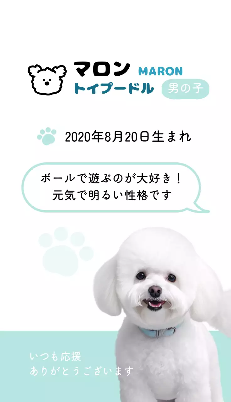 白 かわいい ペット ポスター 動物の写真