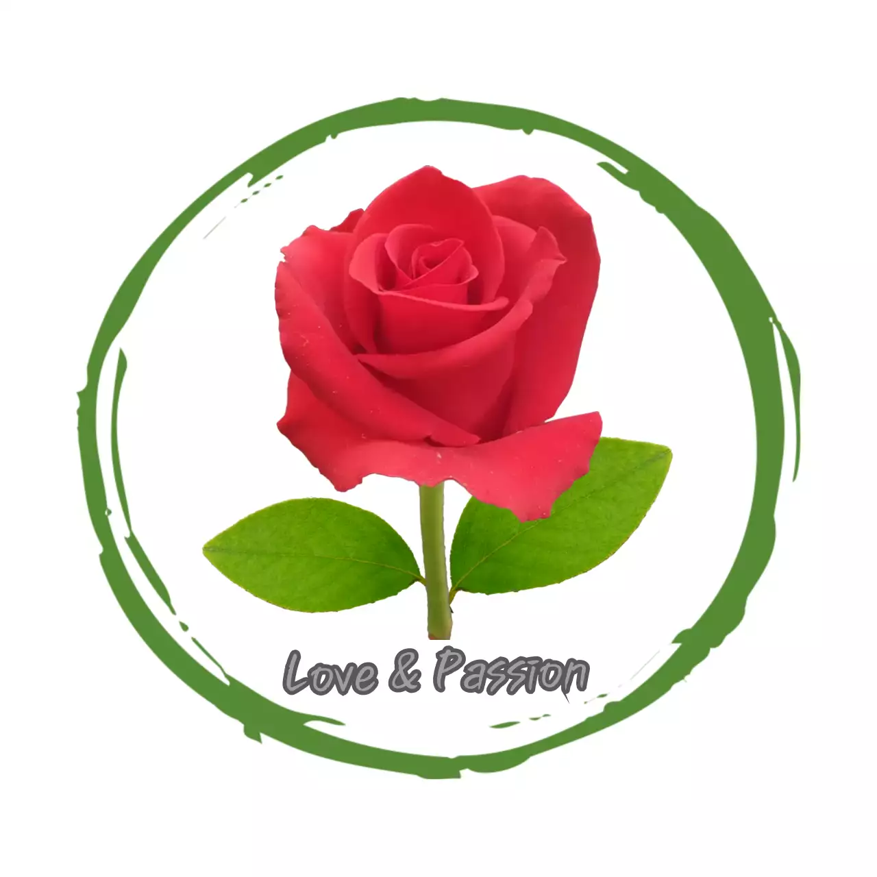 스케치 원형의 붉은 장미꽃 엽서 스티커