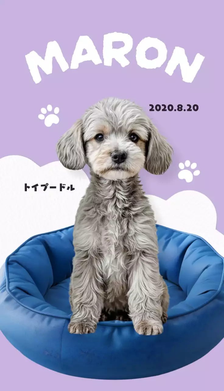 ラベンダー かわいい ペット プロフィール 動物の写真