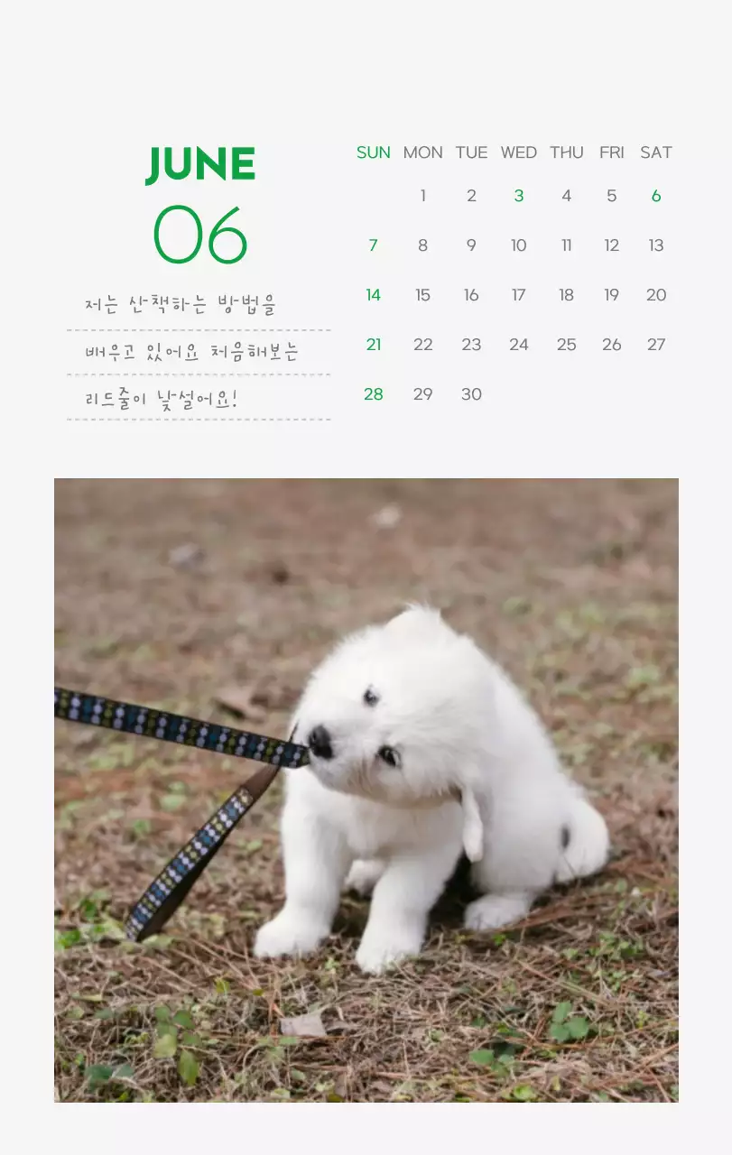 초록색 포인트 컬러에 강아지 사진과 귀여운 메시지가 있는 달력