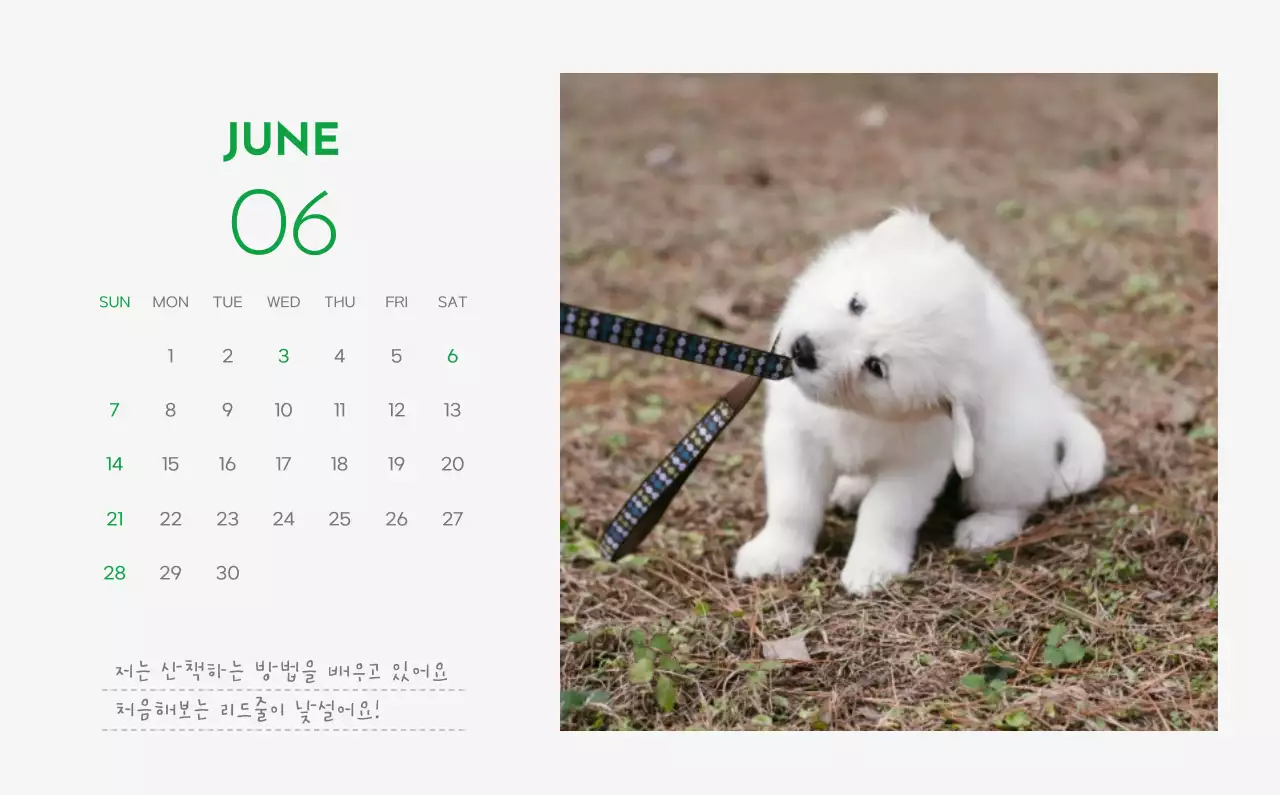 초록색 포인트 컬러에 강아지 사진과 귀여운 메시지가 있는 달력