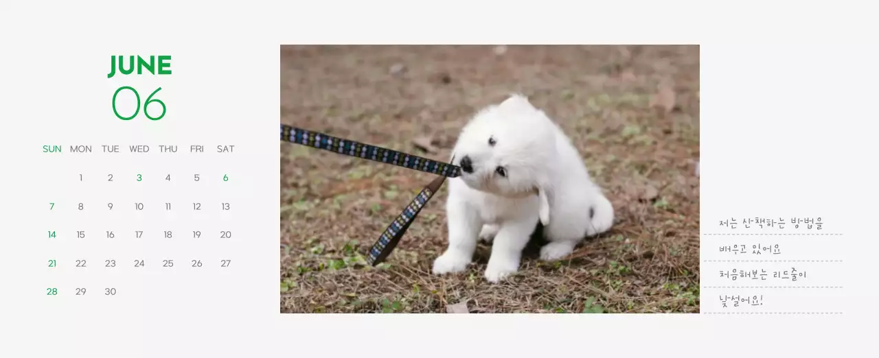 초록색 포인트 컬러에 강아지 사진과 귀여운 메시지가 있는 달력