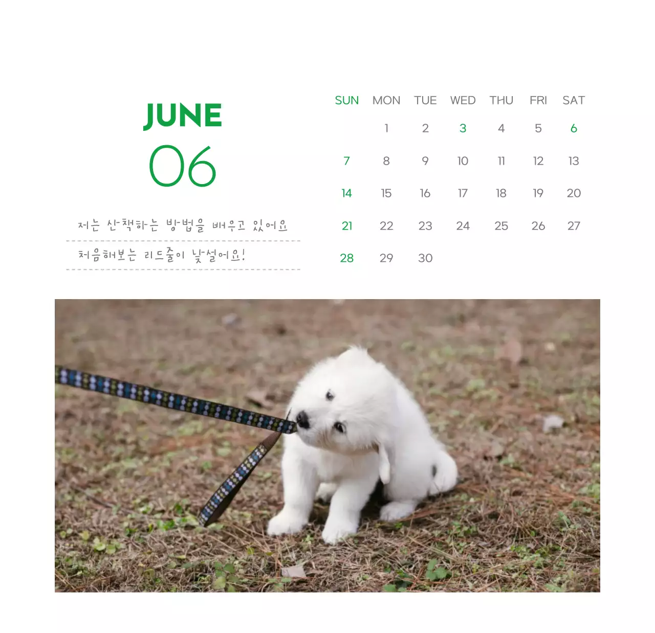초록색 포인트 컬러에 강아지 사진과 귀여운 메시지가 있는 달력