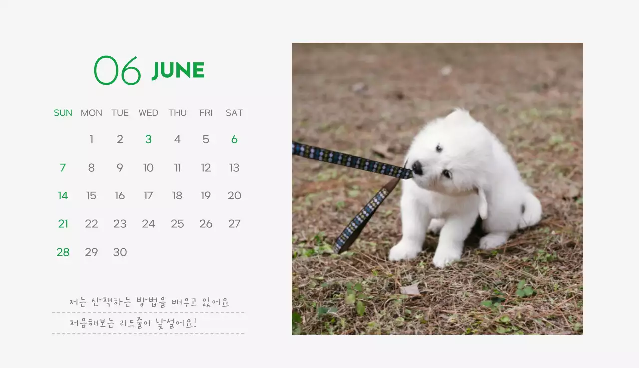 초록색 포인트 컬러에 강아지 사진과 귀여운 메시지가 있는 달력