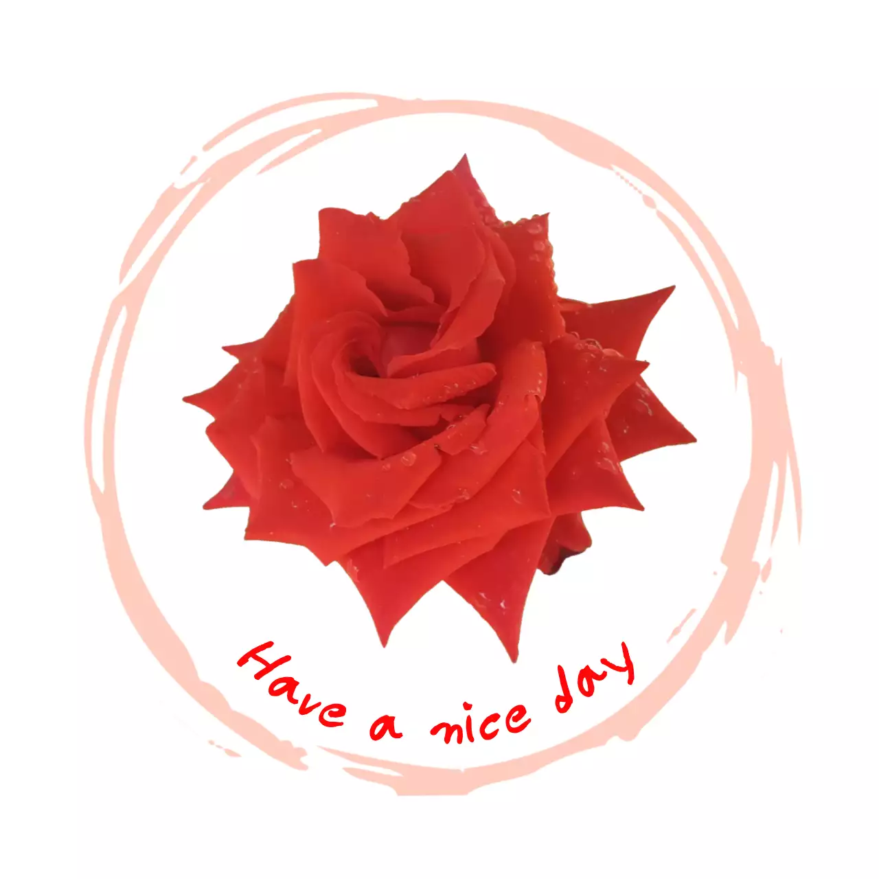 스케치 빨강 원형과 붉은 장미꽃의 심플 메시지 엽서 스티커
