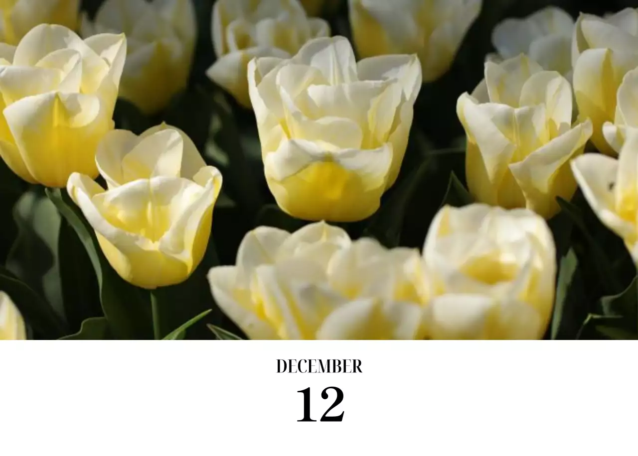 黒と白のシンプルな花写真カレンダー