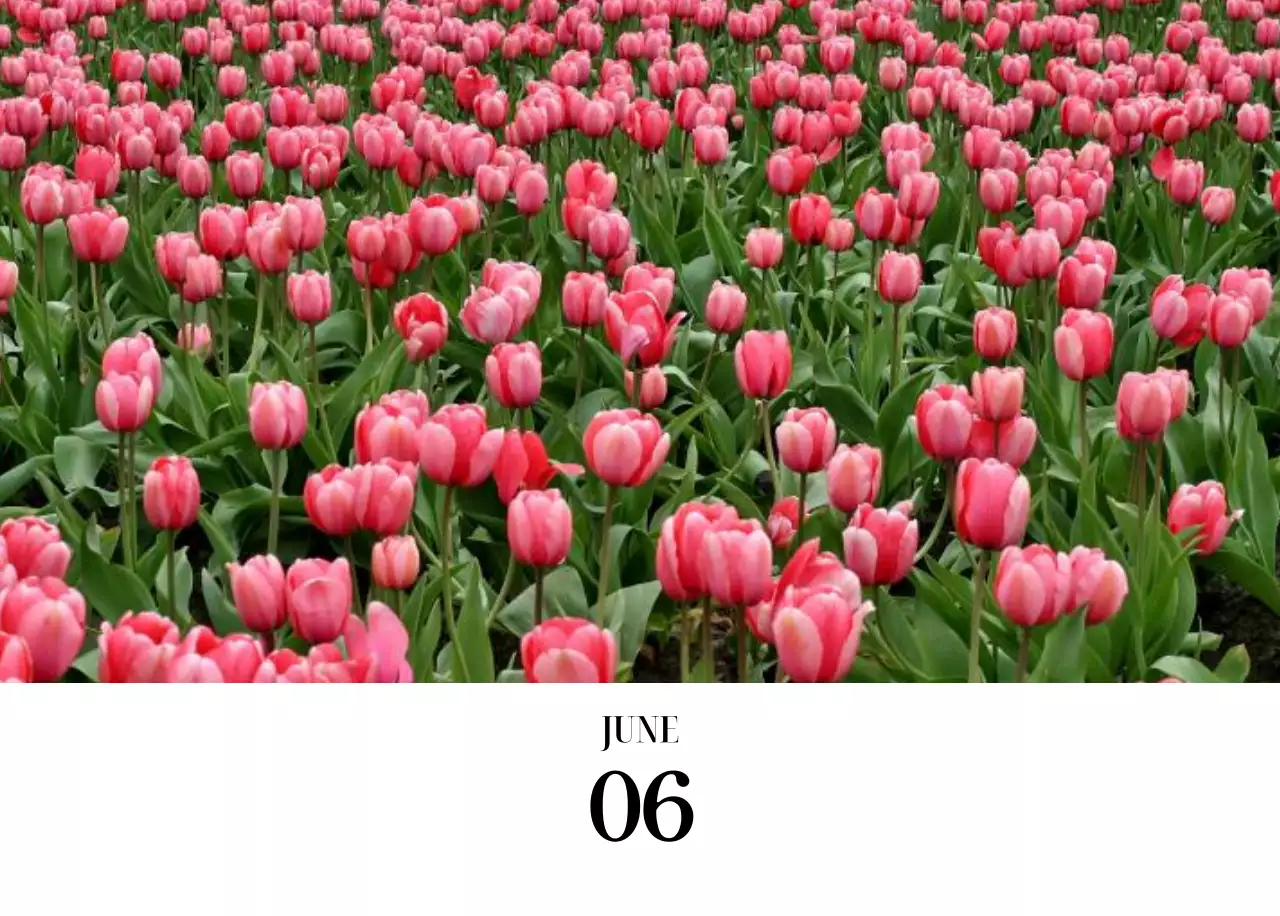 黒と白のシンプルな花写真カレンダー