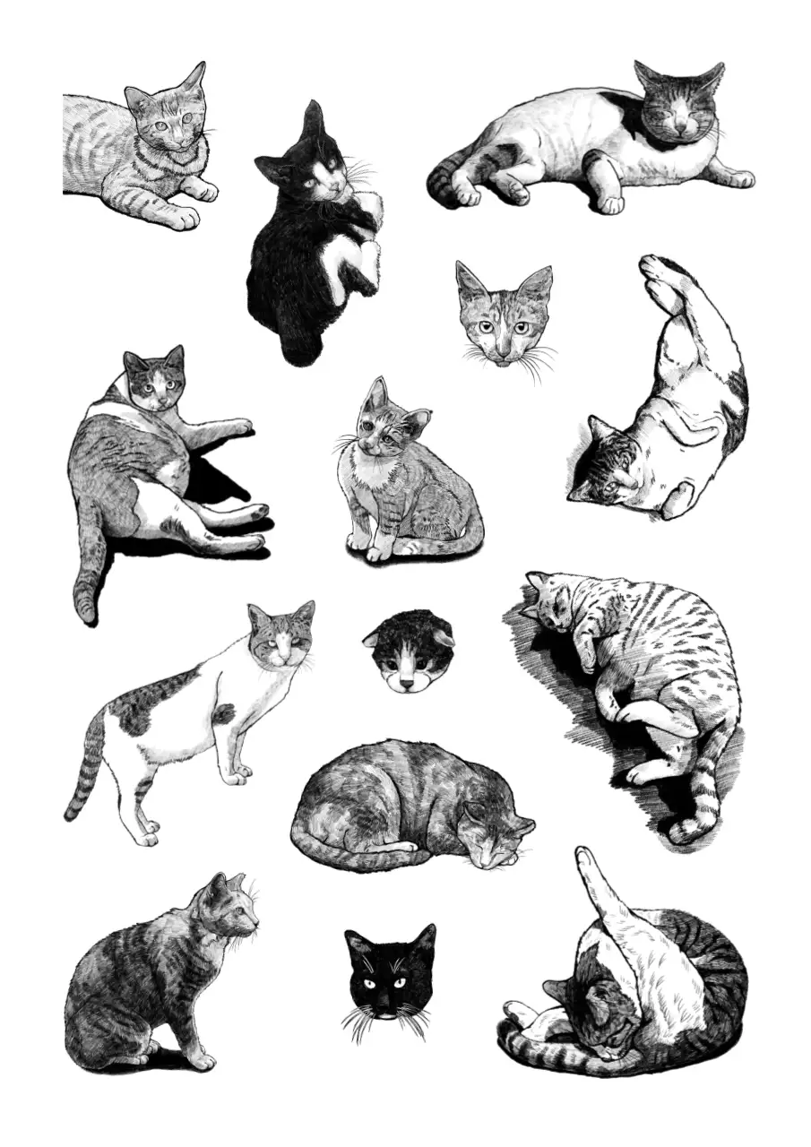 흑백의 귀여운 고양이 연필 스케치 드로잉