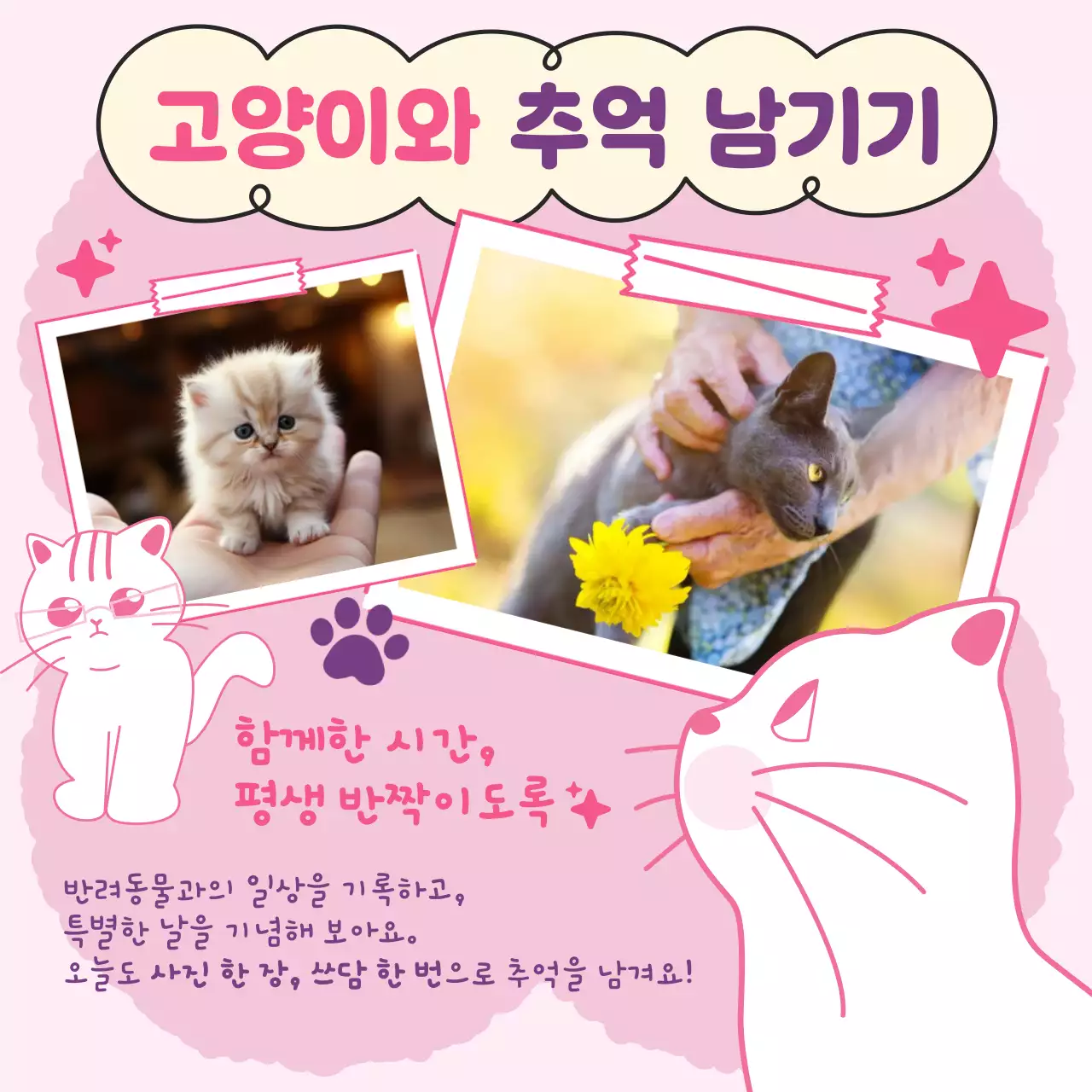 핑크 귀여운 고양이