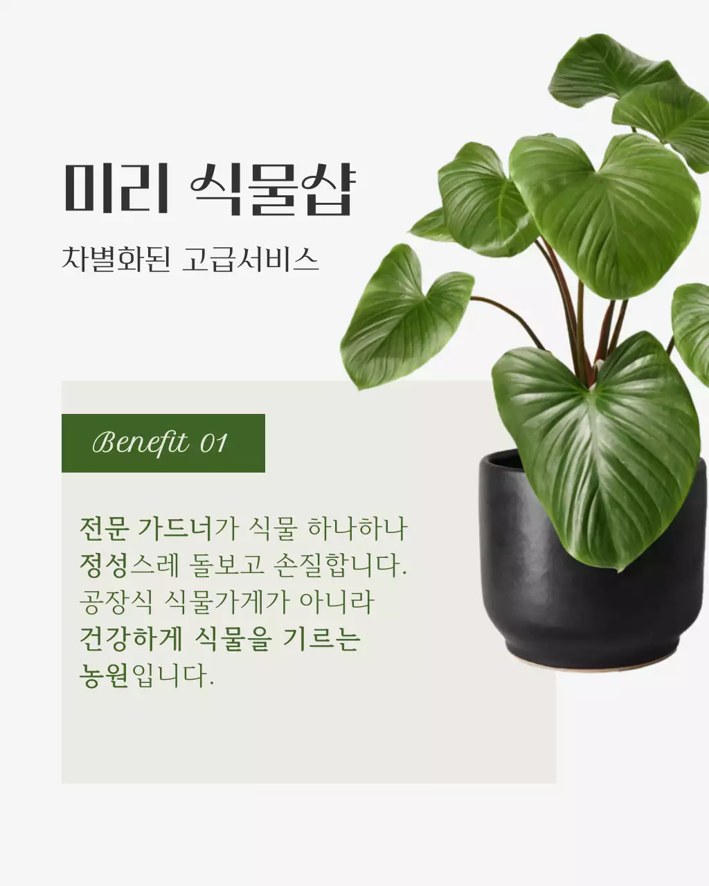 초록 모던 식물 관리 홍보