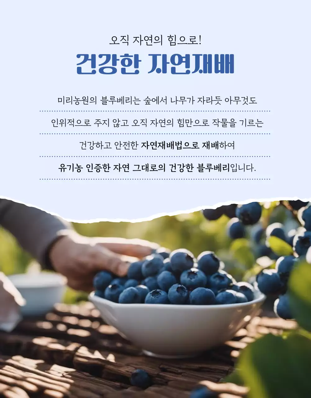 하늘색 모던 유기농 농산물 안내