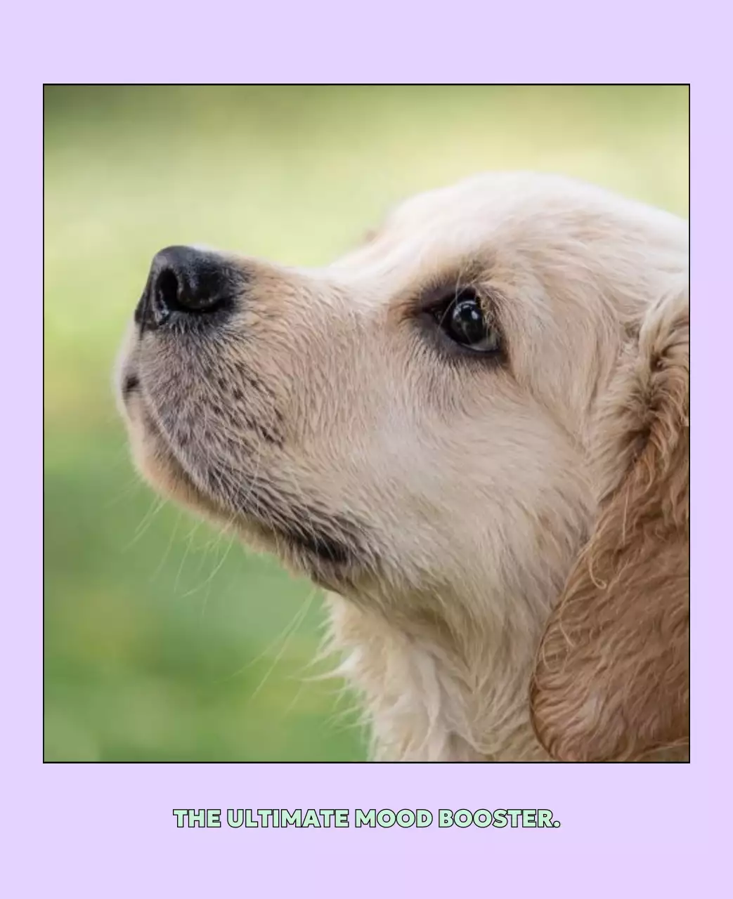 베이지 아기자기한 반려동물 달력