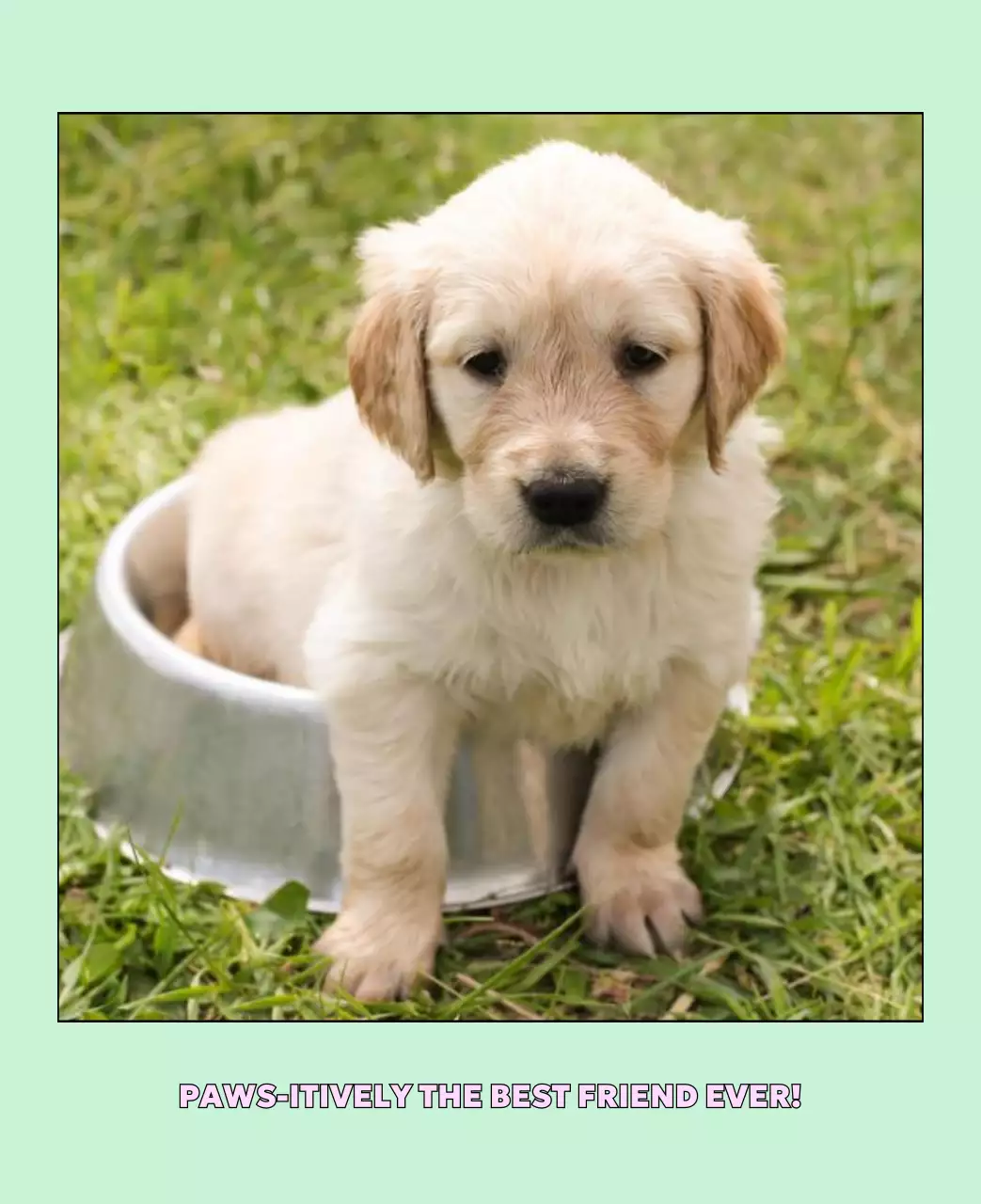 베이지 아기자기한 반려동물 달력