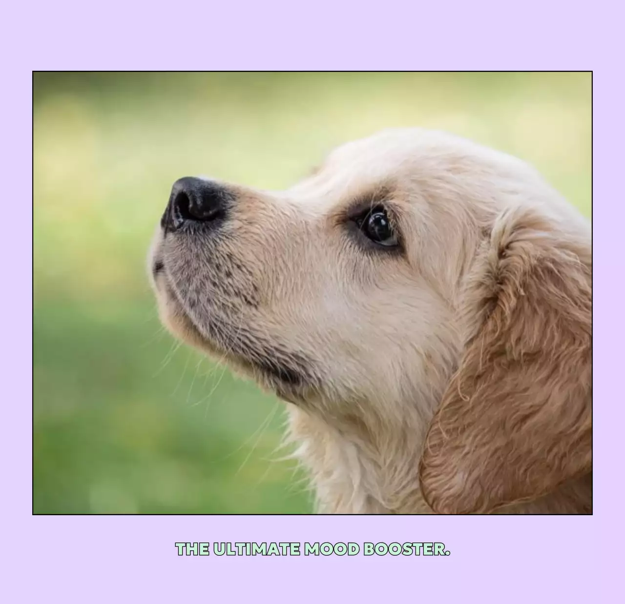 베이지 아기자기한 반려동물 달력