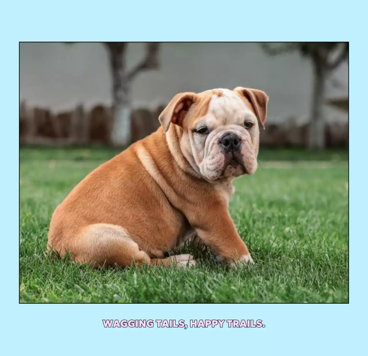 베이지 아기자기한 반려동물 달력