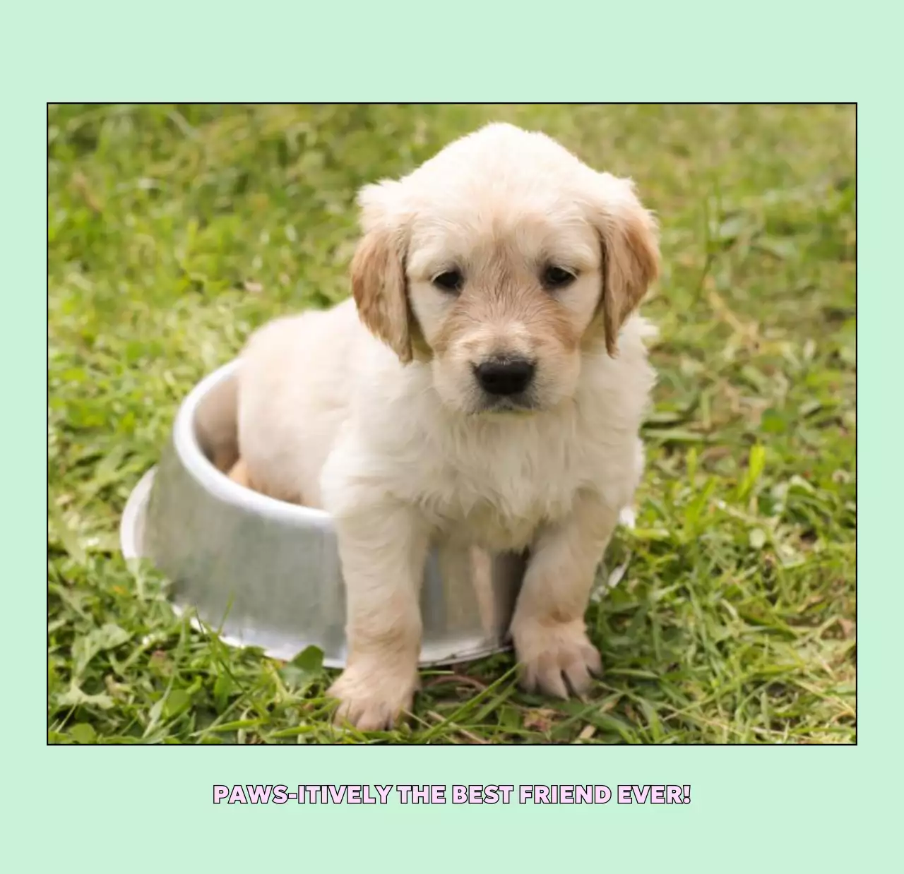 베이지 아기자기한 반려동물 달력