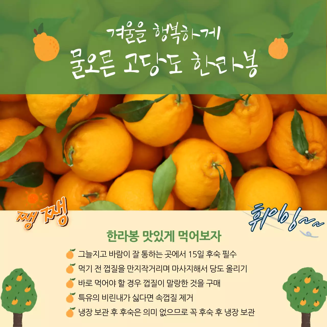 주황색 한라봉 제주과일 홍보물