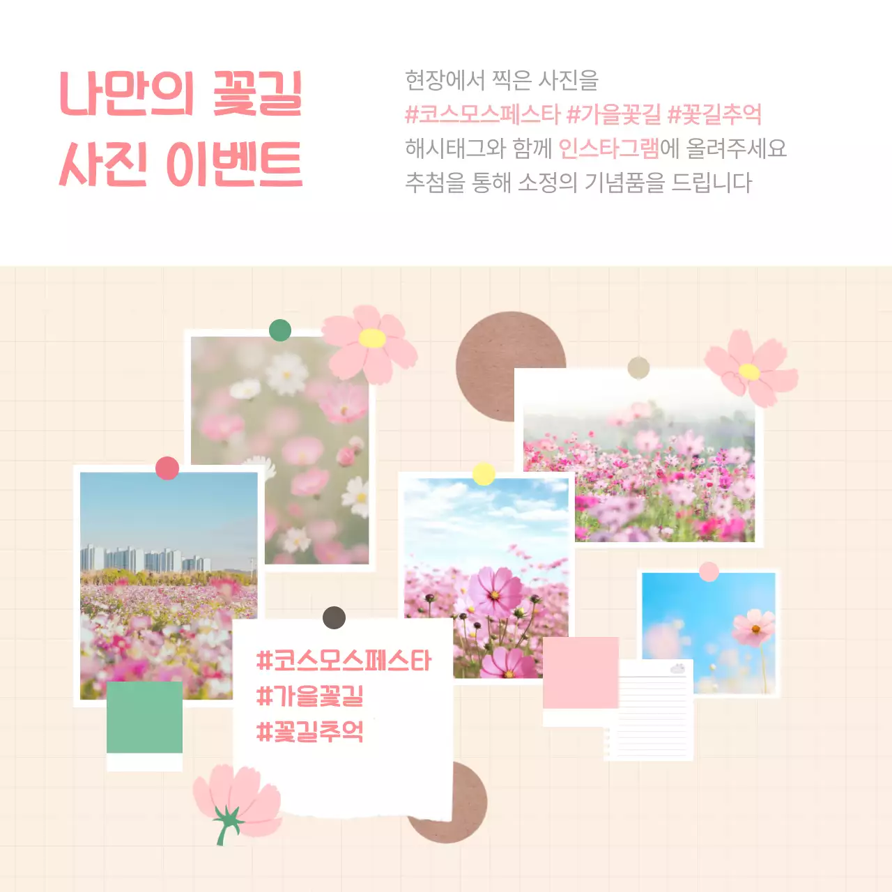 핑크 아기자기한 코스모스 축제 안내