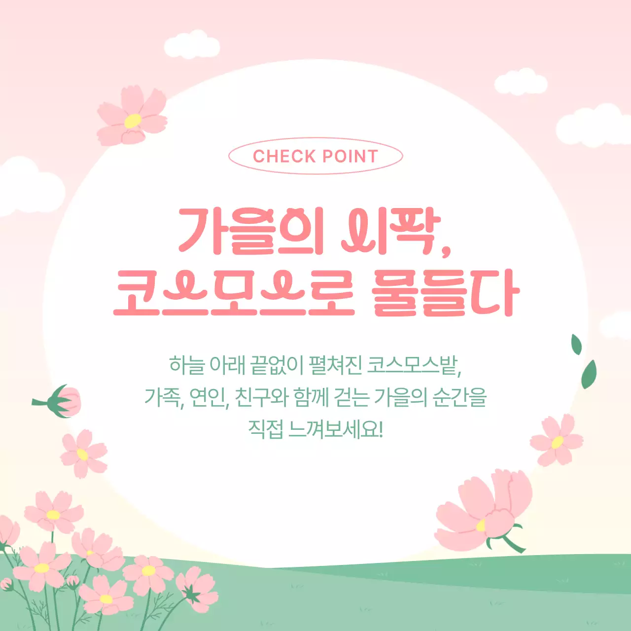 핑크 아기자기한 코스모스 축제 안내