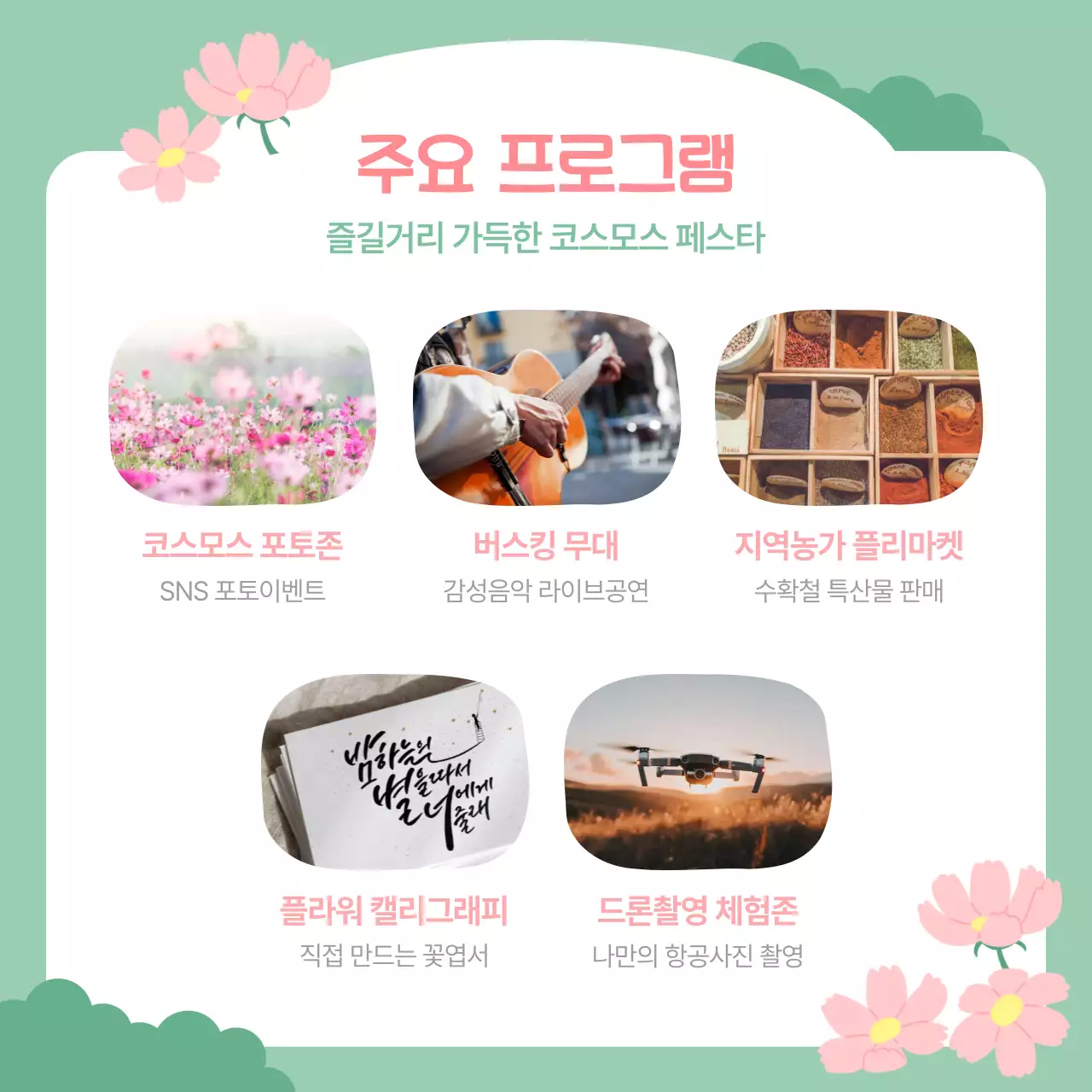 핑크 아기자기한 코스모스 축제 안내