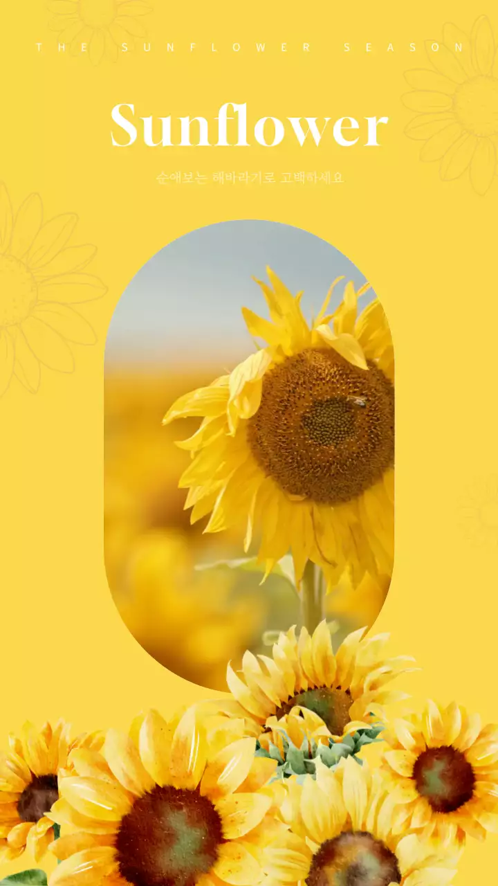 노란색의 감성적인 해바라기 영상
