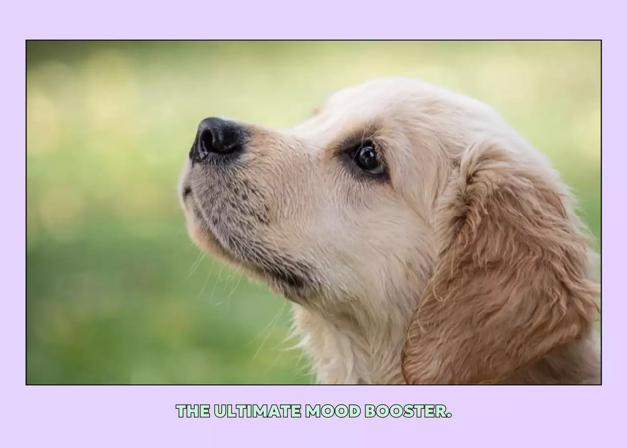 노랑 심플 반려동물 달력