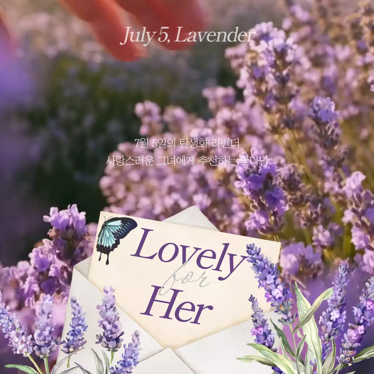 보라색의 몽환적인 편지 느낌의 라벤더 홍보 내용