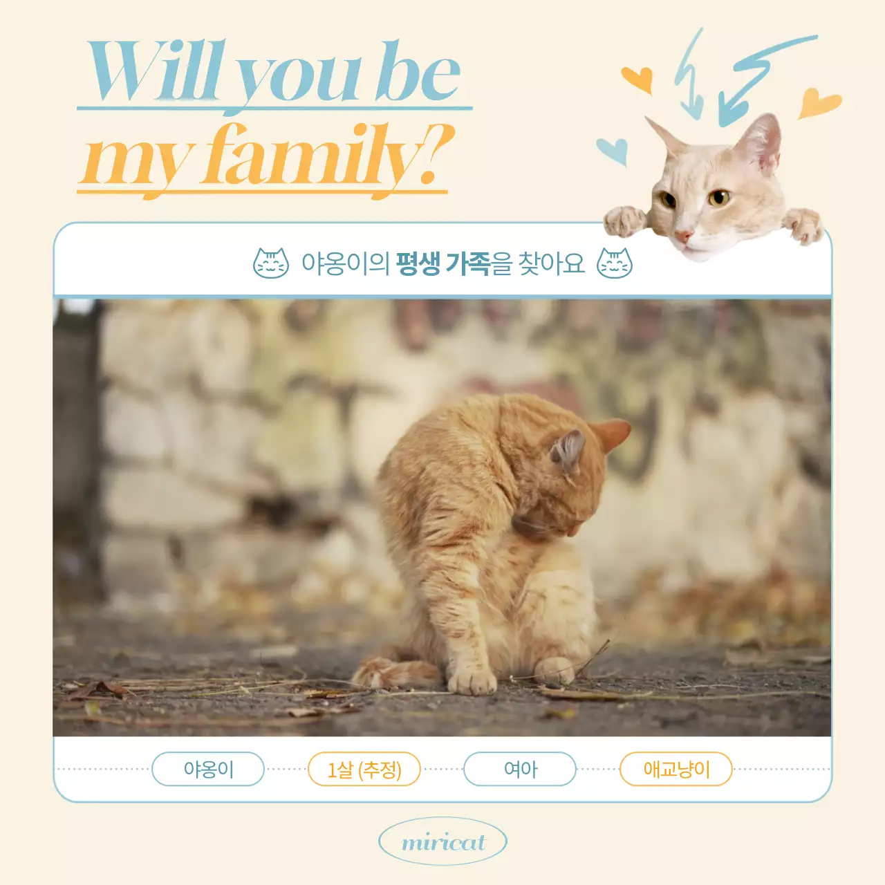 노란색 바탕과 귀여운 고양이 사진 및 영상이 있는 유기묘 홍보