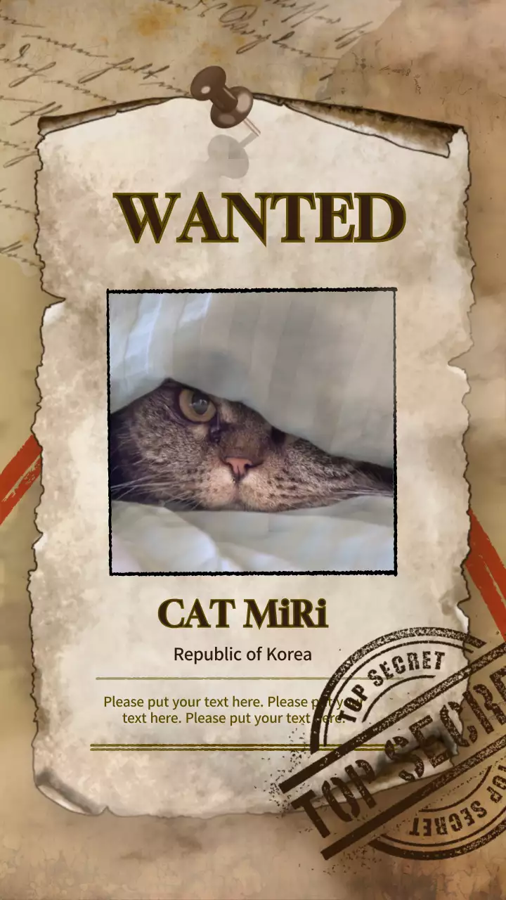 베이지색의 고양이 현상수배