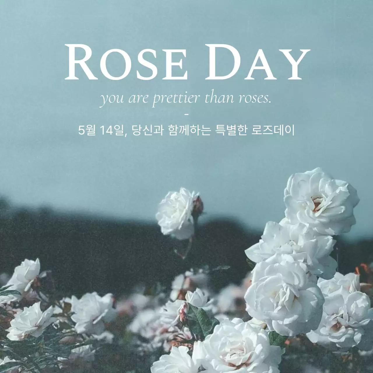 하늘색과 흰색의 감성적인 로즈데이 게시글