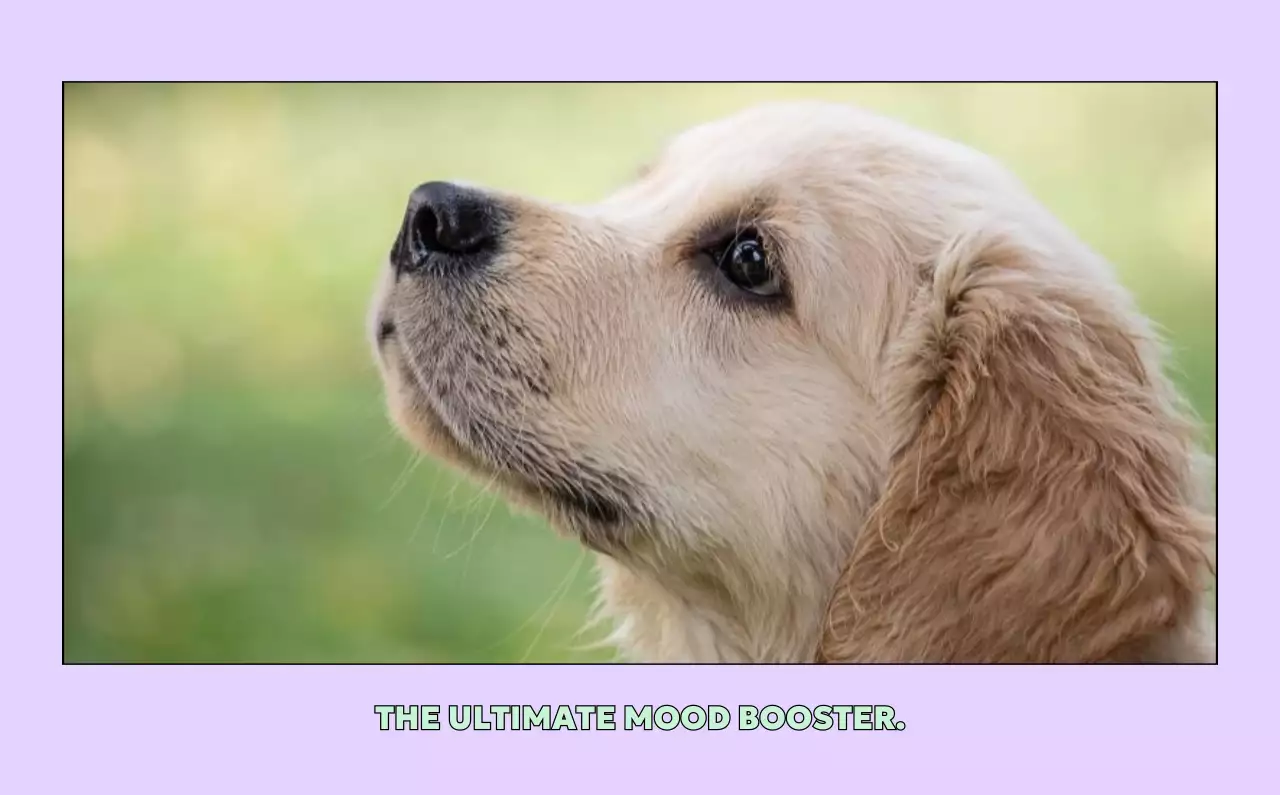 黄色 かわいい ペット カレンダー