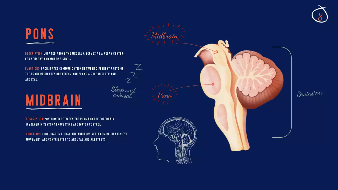 Navy Modern Brain Guide Presentation